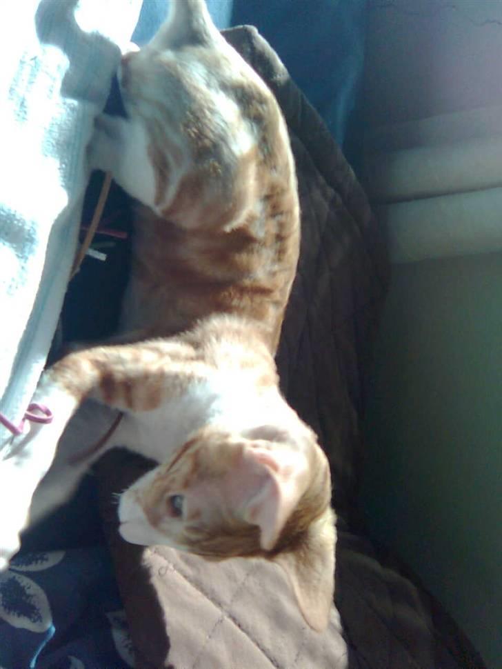 Cornish Rex lillemand/Nico Solgt billede 14