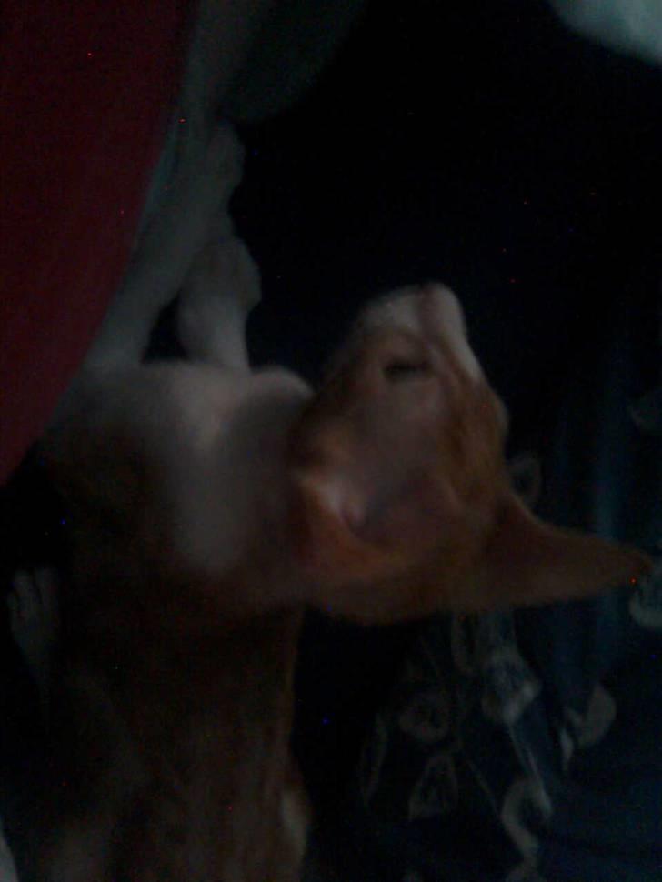 Cornish Rex lillemand/Nico Solgt billede 15
