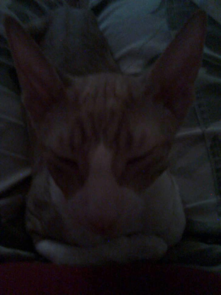 Cornish Rex lillemand/Nico Solgt billede 16