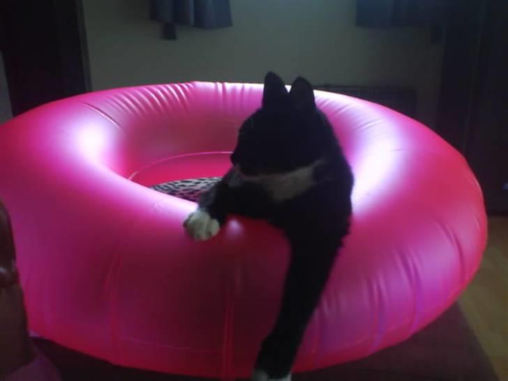 Huskat Bella - i en lille båd eller jaa badering der gynger ..  billede 8