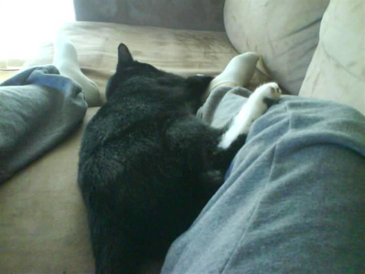 Huskat Bella - er bare heelt færdig  billede 9