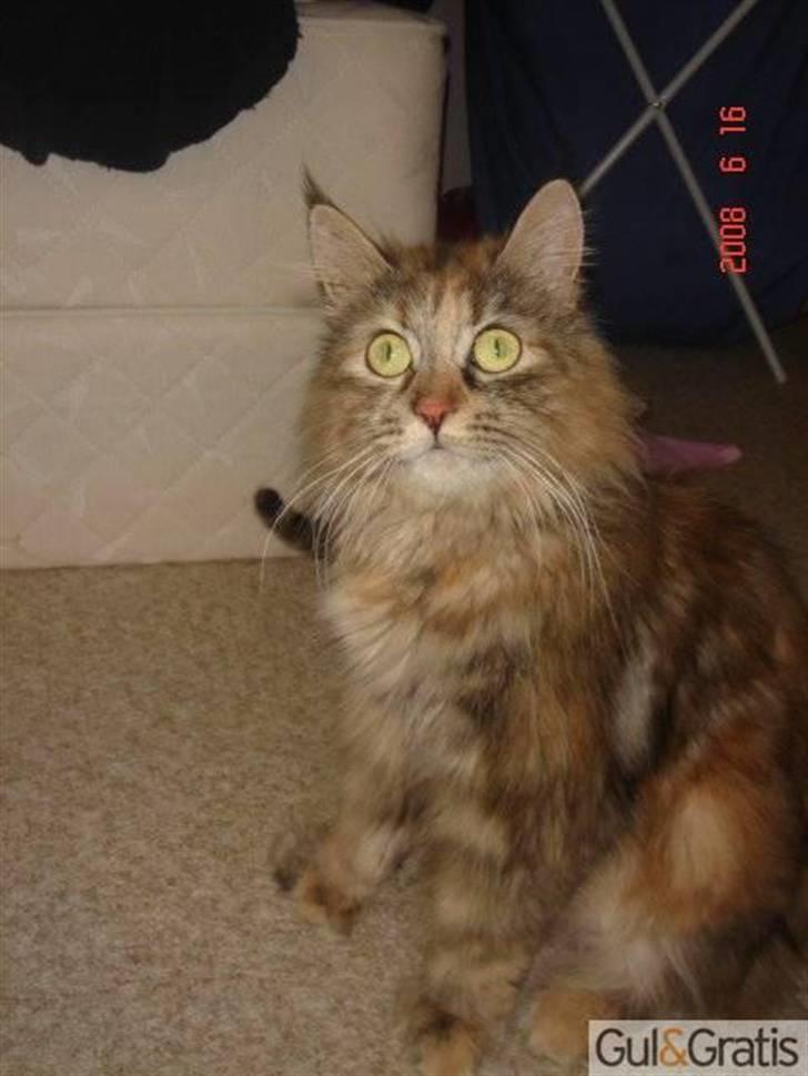 Maine Coon Daisy billede 19