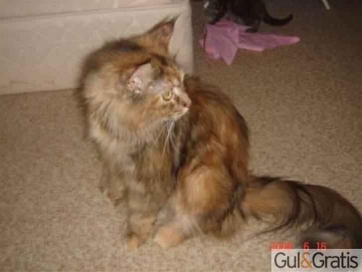 Maine Coon Daisy billede 20