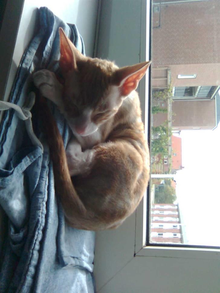 Cornish Rex lillemand/Nico Solgt billede 17