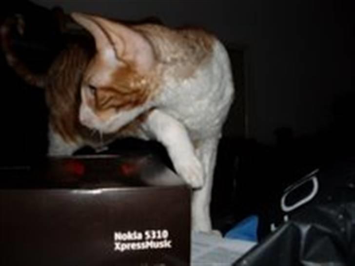 Cornish Rex lillemand/Nico Solgt billede 18