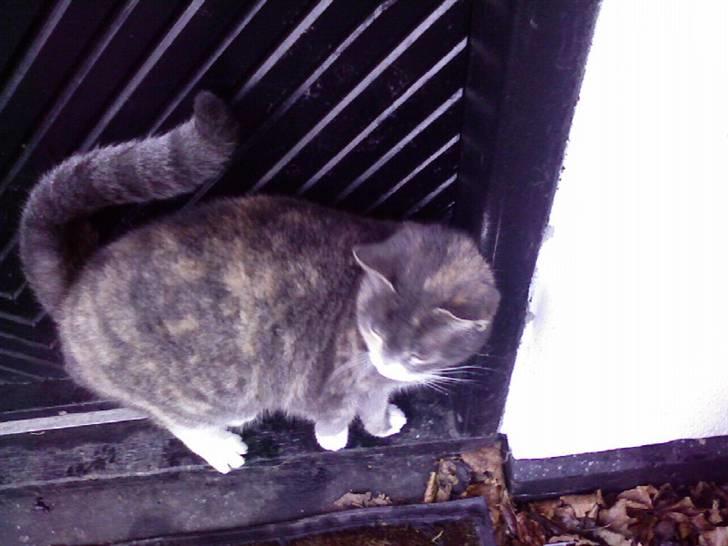 Huskat ˜”°º•Erantis•º°”˜ DØD :'( billede 19