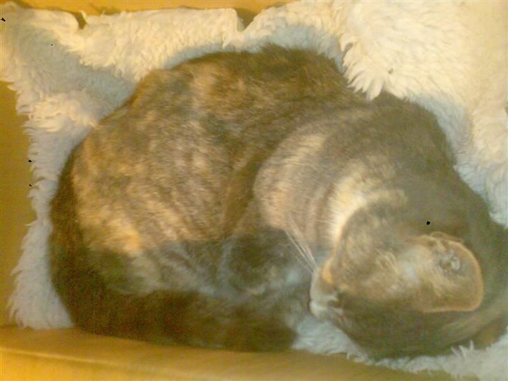 Huskat ˜”°º•Erantis•º°”˜ DØD :'( - Rest in peace my beloved darling <3 Ingen vil nogensinde kunne erstatte dig billede 20