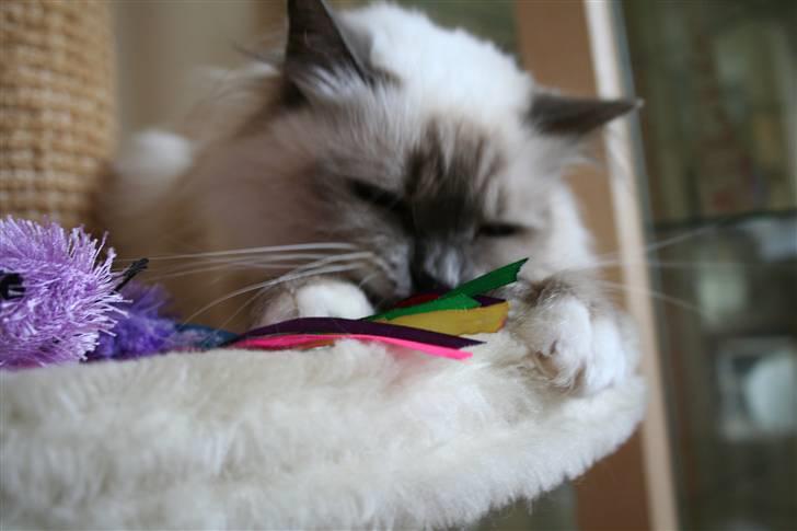 Hellig Birma Dk Odgaards sweet bianna  billede 10