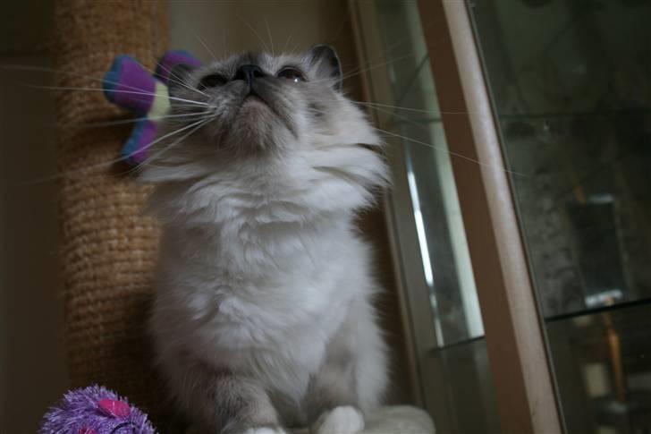 Hellig Birma Dk Odgaards sweet bianna  billede 11