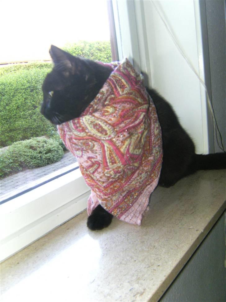 Huskat Simba billede 13