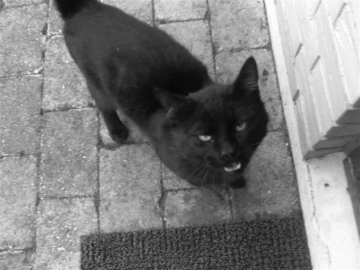 Huskat Simba billede 14