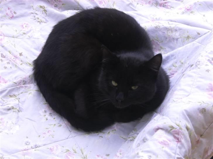 Huskat Simba billede 15