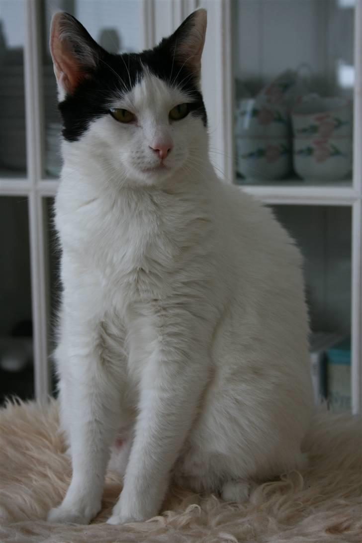 Huskat Snehvide billede 1