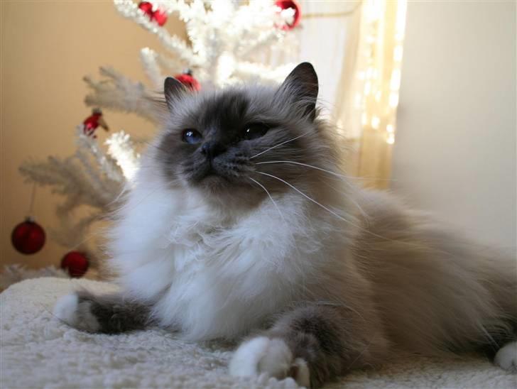 Hellig Birma Dk Odgaards sweet bianna  billede 12