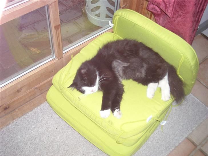 Blanding af racer Anton/Nullermand - GODNAT billede 13