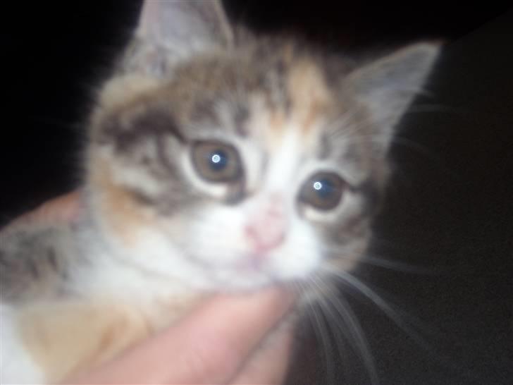 Blanding af racer Olga R.I.P - Hej og velkommen til min profil billede 1