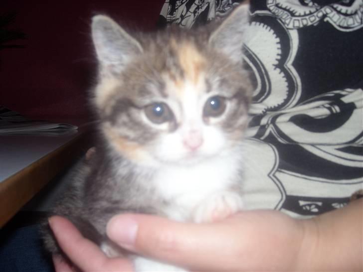 Blanding af racer Olga R.I.P - Se mig jeg er lækker billede 2