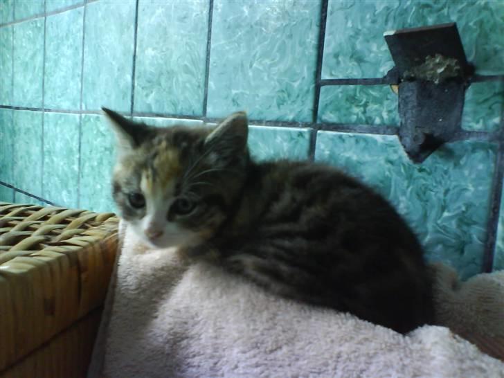 Blanding af racer Olga R.I.P - Jeg ligger lige og varmer mig lidt på radiatoren billede 4