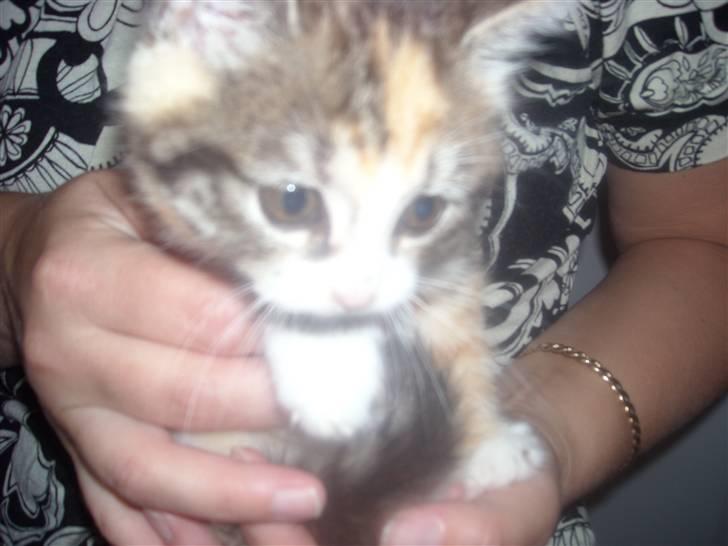 Blanding af racer Olga R.I.P billede 5