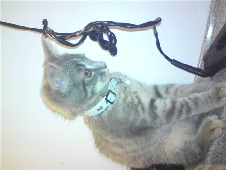 Blanding af racer Zimba billede 1