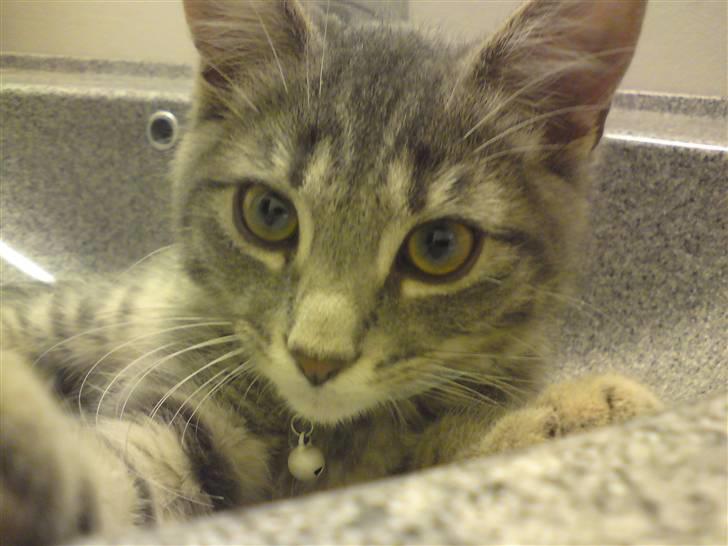 Blanding af racer Zimba billede 2