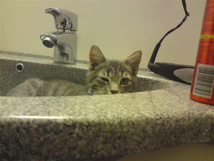 Blanding af racer Zimba billede 3