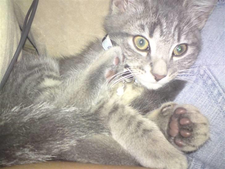 Blanding af racer Zimba billede 4