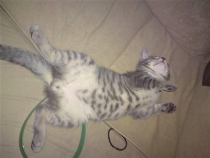 Blanding af racer Zimba billede 5