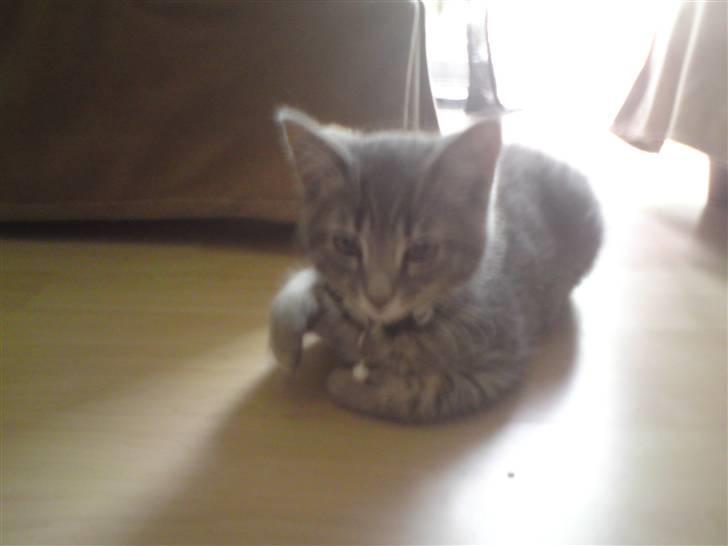 Blanding af racer Zimba billede 6