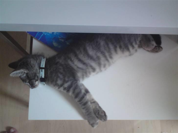 Blanding af racer Zimba billede 7