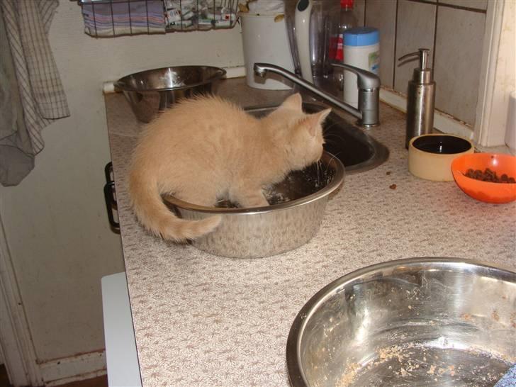 Huskat Islo - Hundene kan altså ikke gøre rigtig rent billede 11