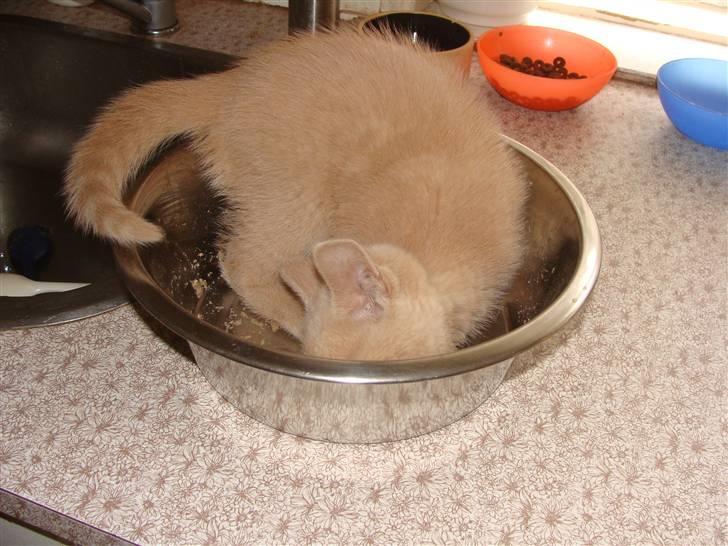 Huskat Islo - Vaske vaske mm der var lidt mad billede 12