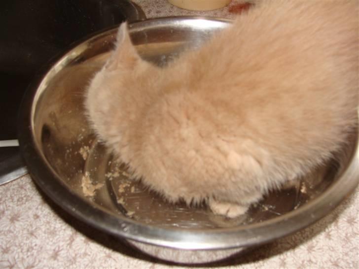 Huskat Islo - Mums hundemad er jo godt billede 13