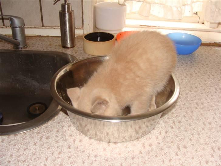 Huskat Islo - Mmm billede 14