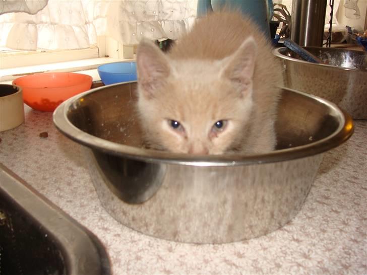 Huskat Islo - SMUT DET ER MIN billede 15