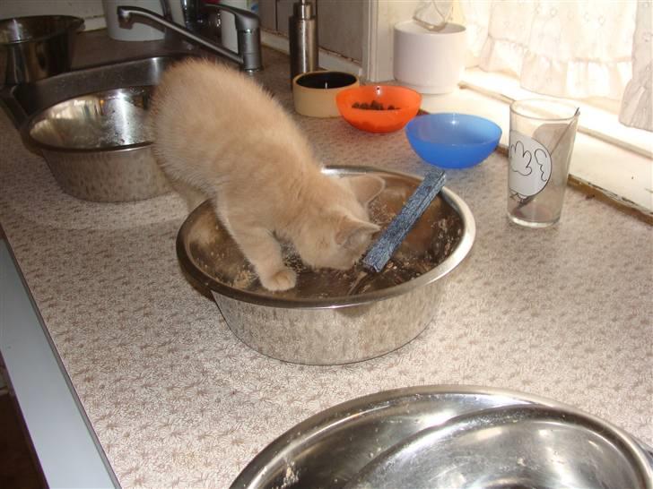 Huskat Islo - Mad mad mad billede 16