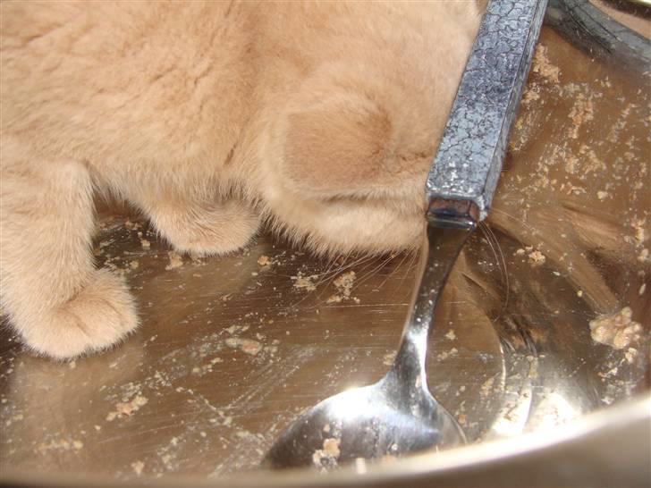 Huskat Islo - Næsten ren billede 17