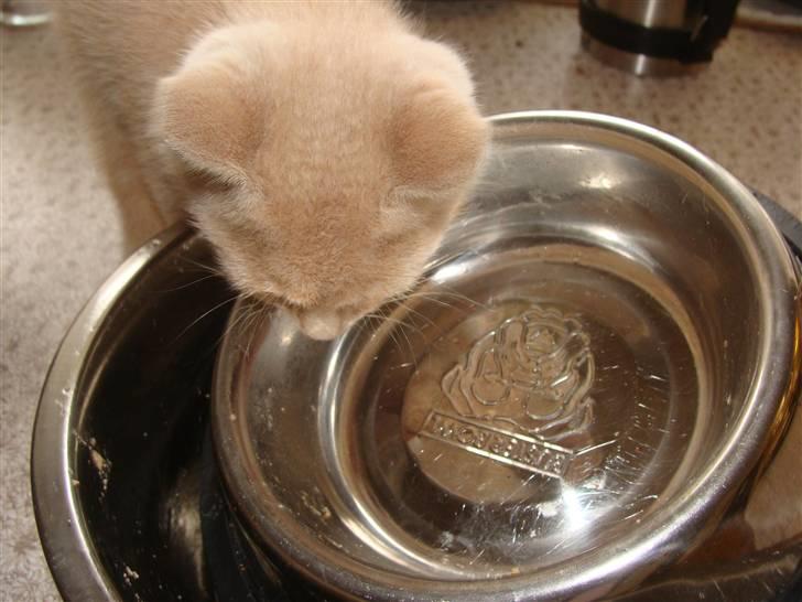 Huskat Islo - Ny skål øv den er jo stortset ren billede 18