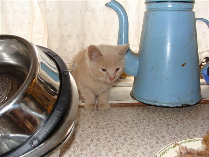 Huskat Islo - nu er jeg mæt billede 19