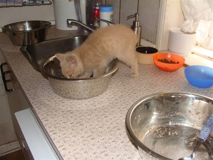 Huskat Islo - Bakker ud nu billede 20