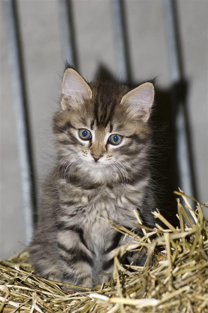 Blanding af racer MAXILØVEN billede 1