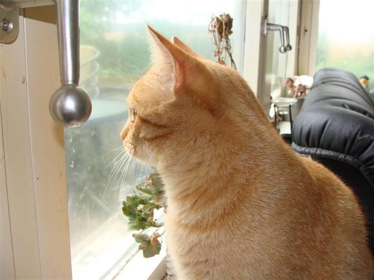 Huskat Garfield - Jeg skuer ud over mit rige billede 11