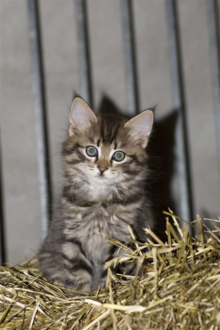 Blanding af racer MAXILØVEN billede 2