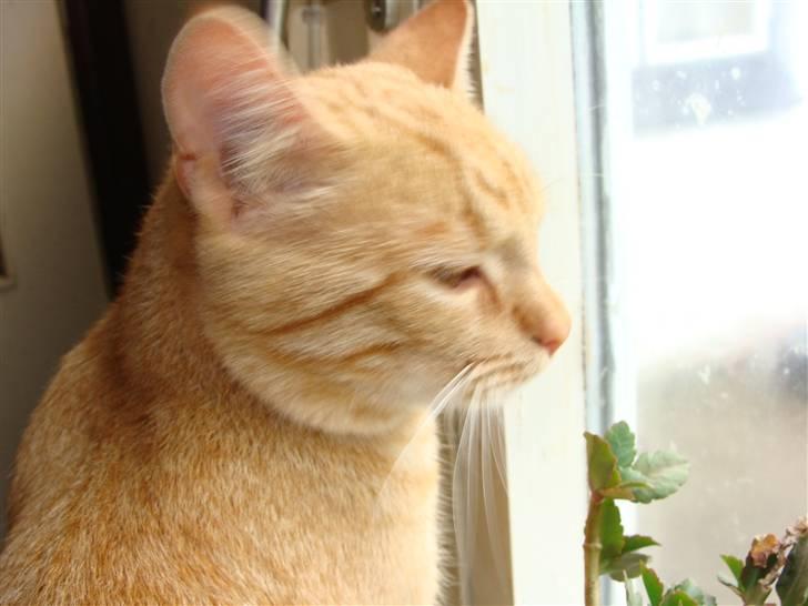 Huskat Garfield - Jeg arbejder billede 12