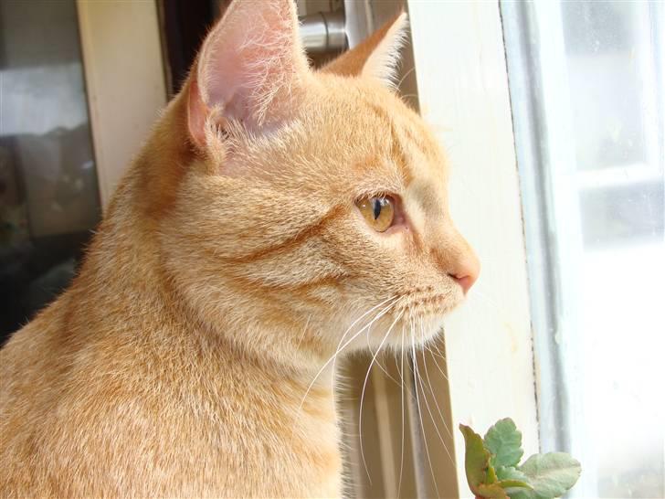 Huskat Garfield - En fugel billede 13