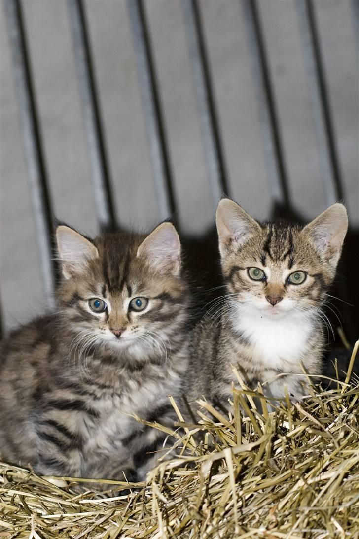 Blanding af racer MAXILØVEN billede 4