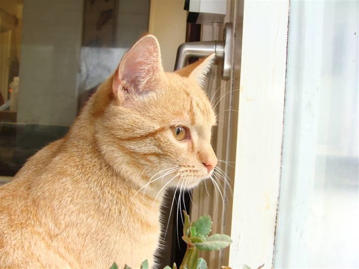 Huskat Garfield - Nu er den altså lige der billede 14