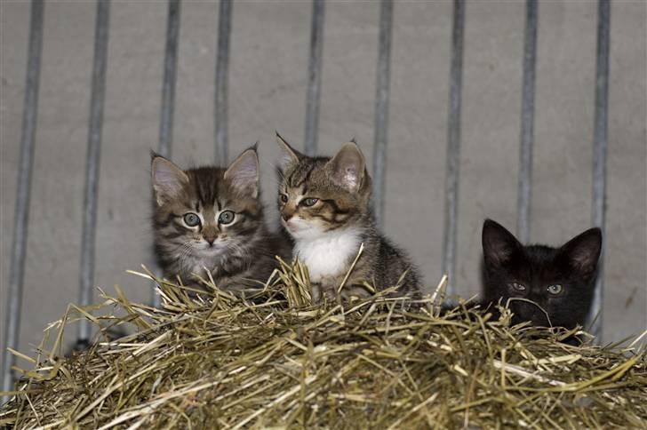 Blanding af racer MAXILØVEN billede 5