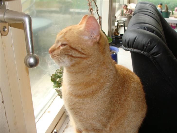 Huskat Garfield - Nu skuer jeg ud over mit rige igen billede 15