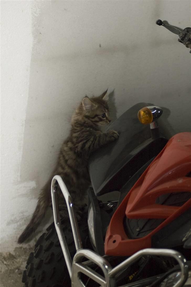 Blanding af racer MAXILØVEN billede 6